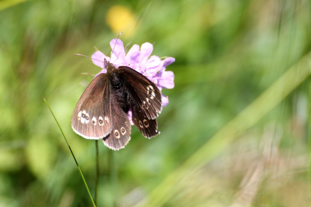 Erebia medusa? No, E. albergana